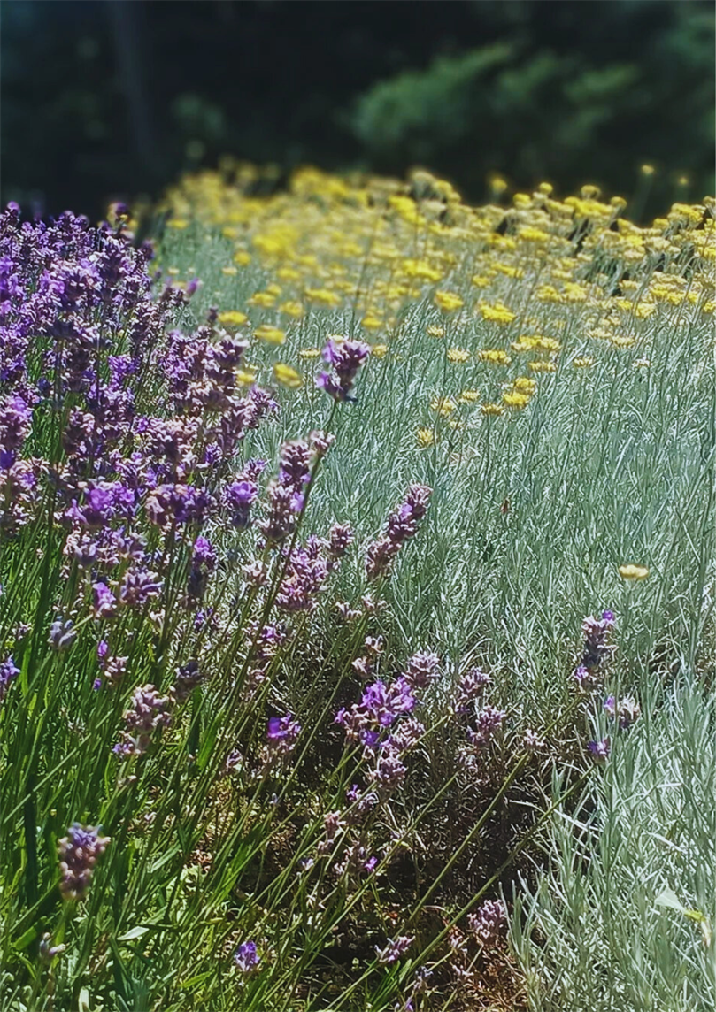 Masterclass: Rastlinski izvlečki v kozmetiki